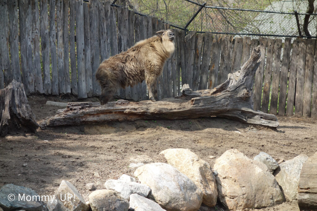 roger williams park zoo