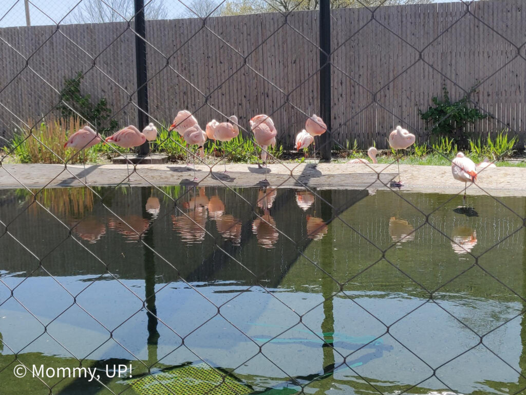 roger williams park zoo