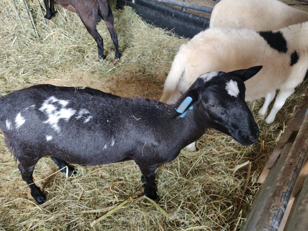 lamb at coppal house farm