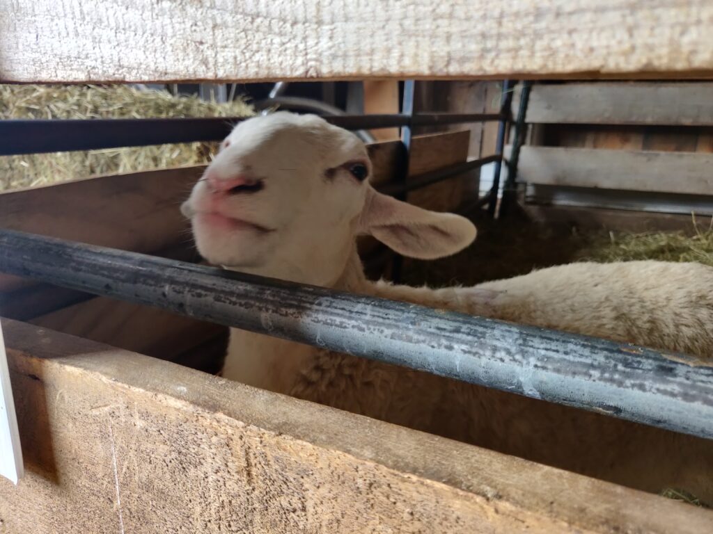 sheep at coppal house farm