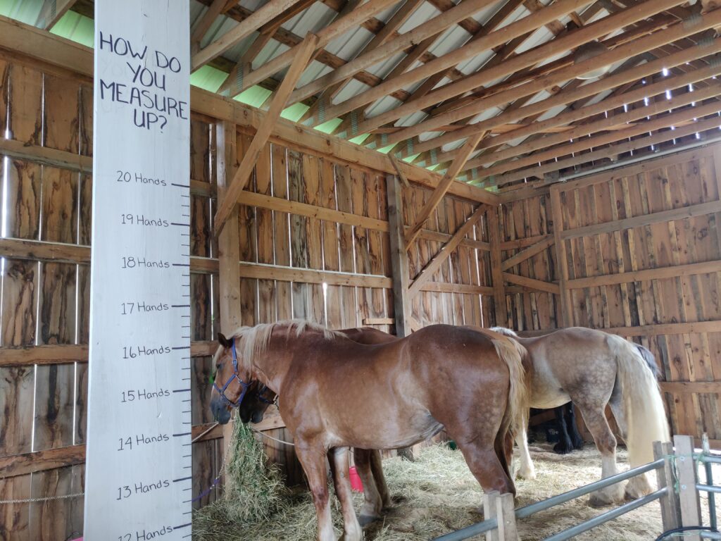 horses at coppal house farm