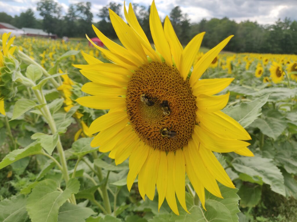 sunflower at coppal house farm