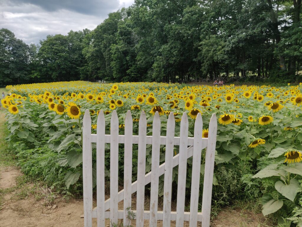 coppal house farm sunflower festival