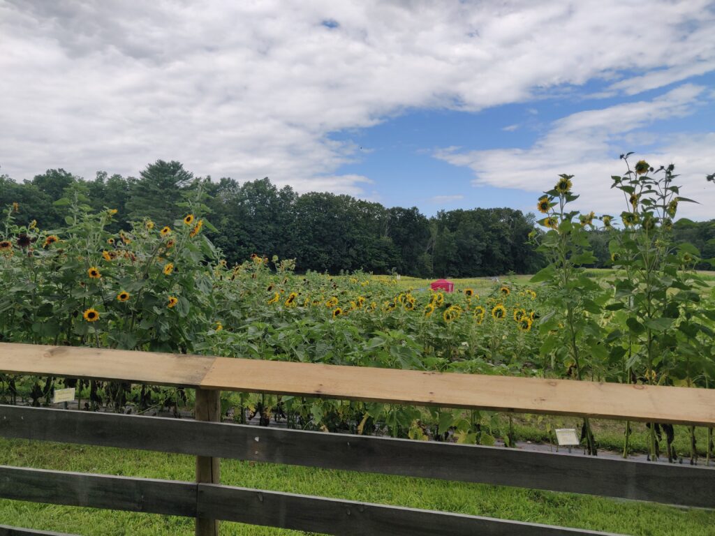 sunflowers at coppal house farm