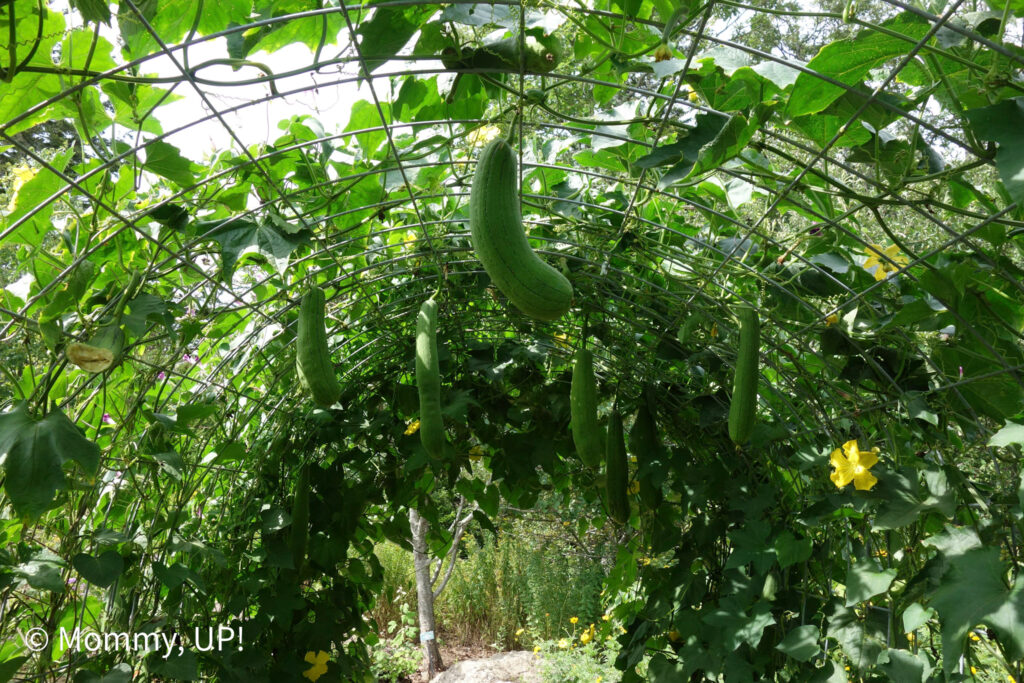 Hanging gourds at the Coastal Maine Botanical Gardens