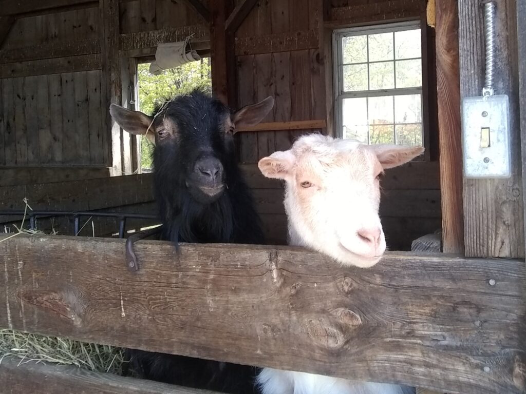 farm animals in southern nh