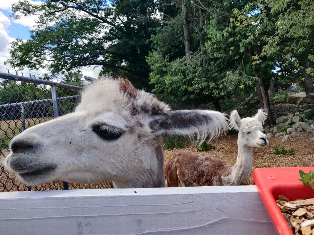 farm animals in southern nh