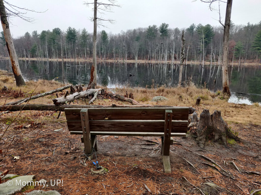 bench at lasowka pond 