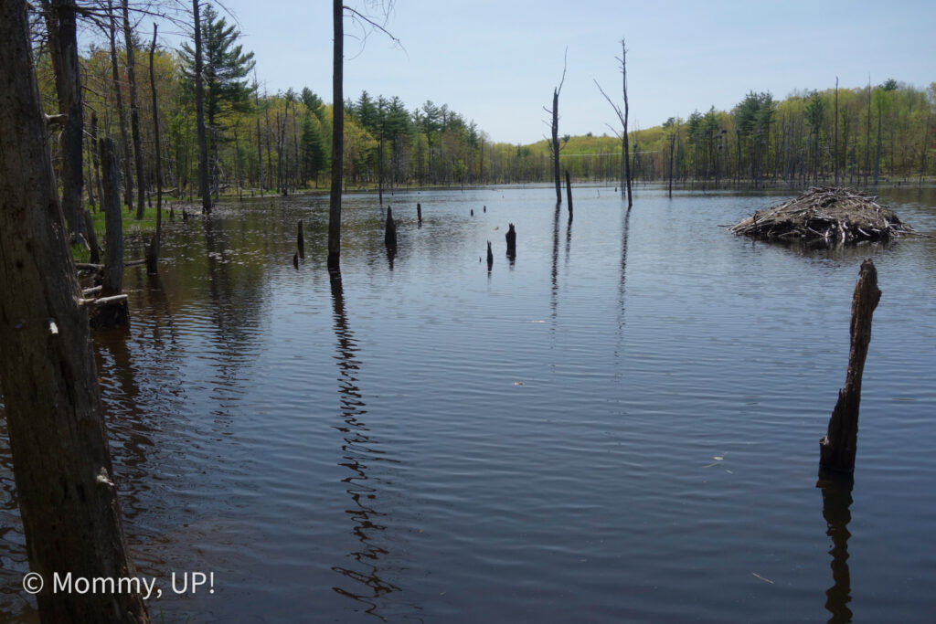 lastowka pond horse hill merrimack