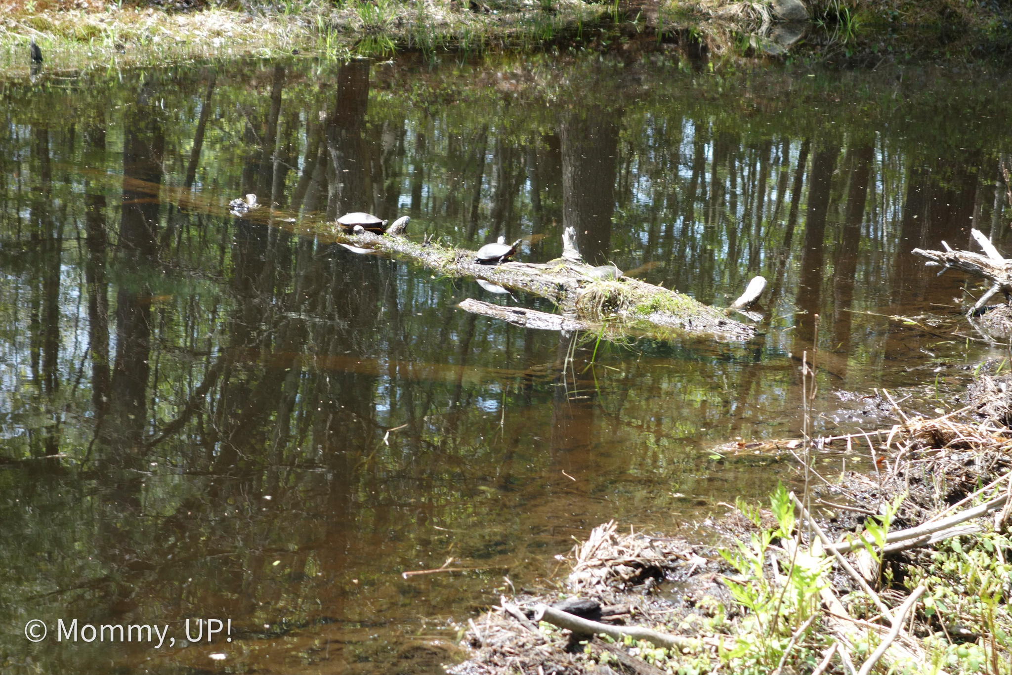 turtles at lastowka pond horse hill merrimack