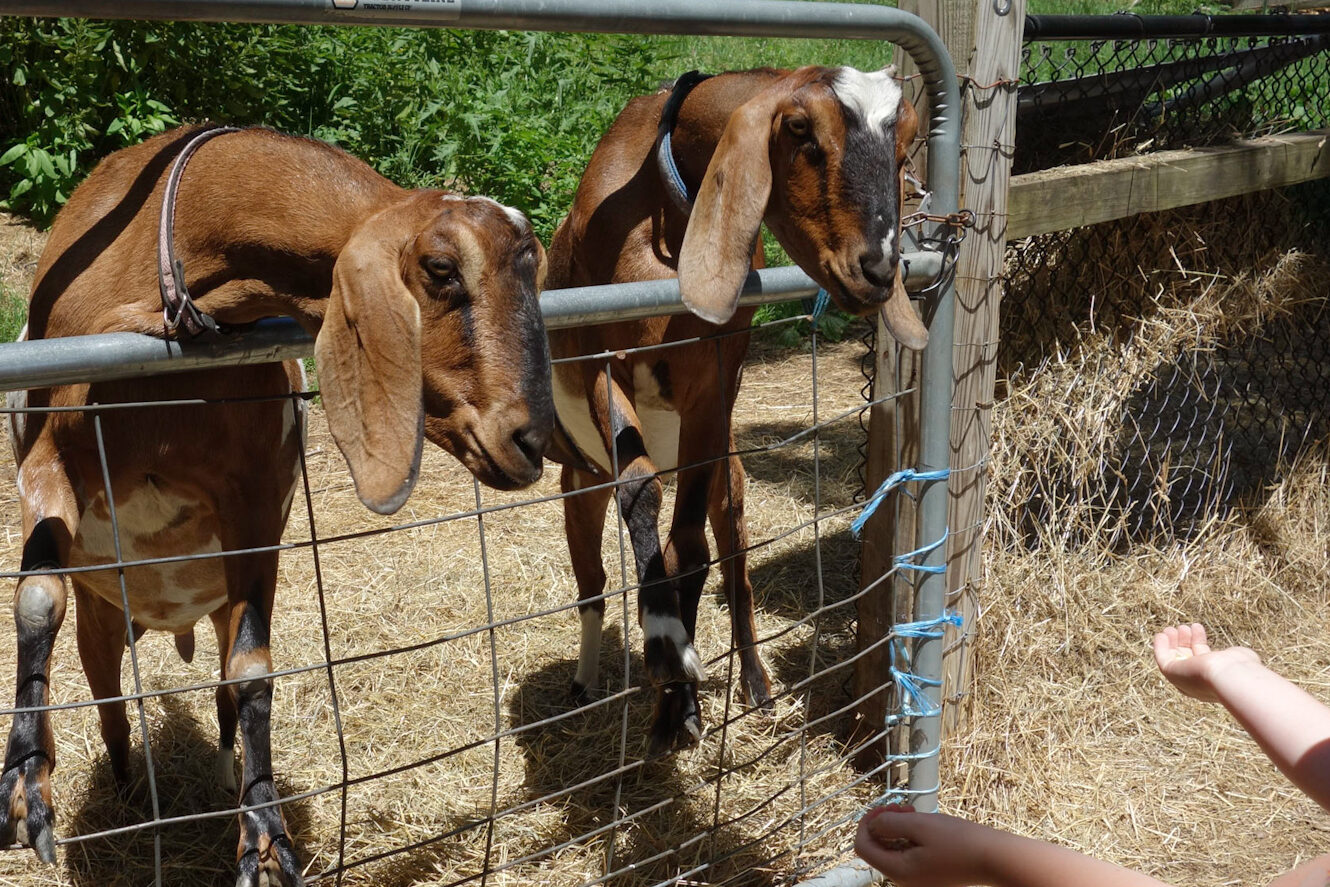 goats at the educational farm at joppa hill