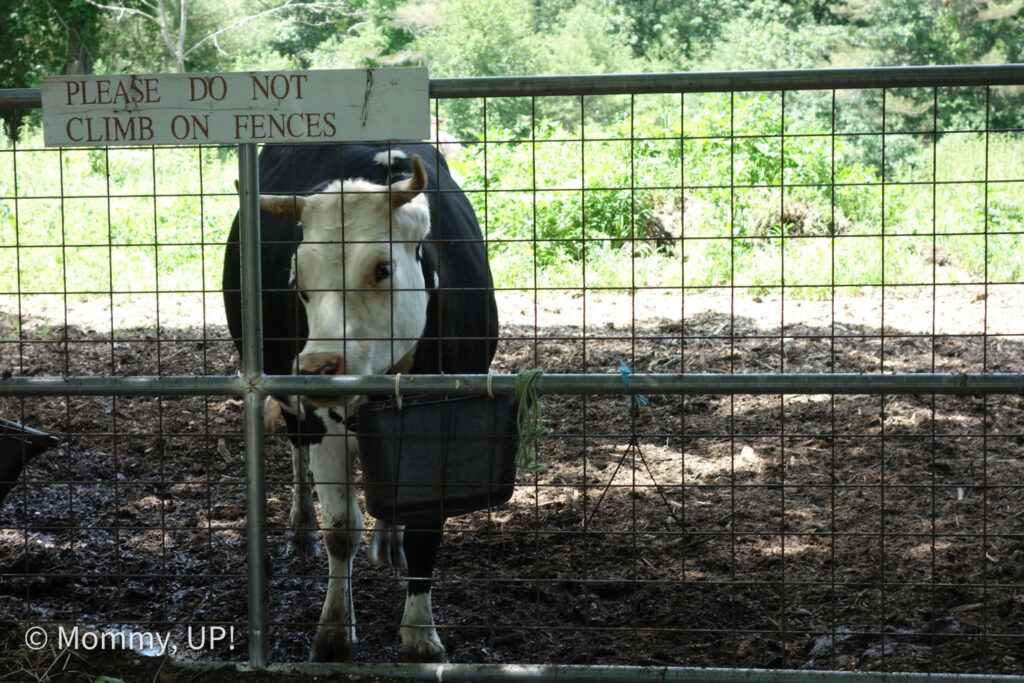 A cow at the educational farm at joppa hill