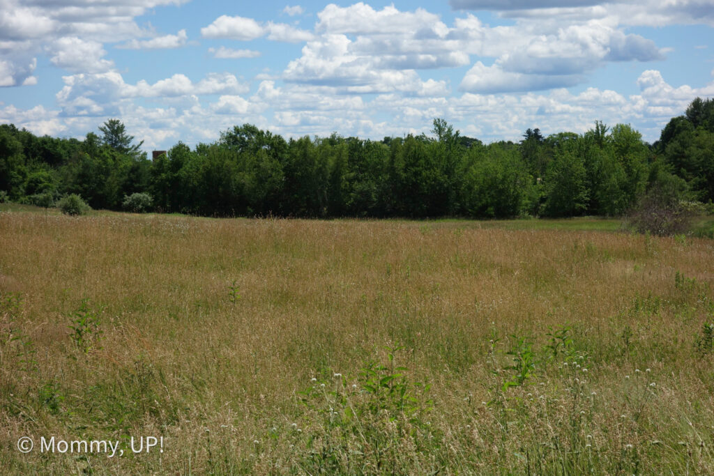 alpaca field at joppa hill farm