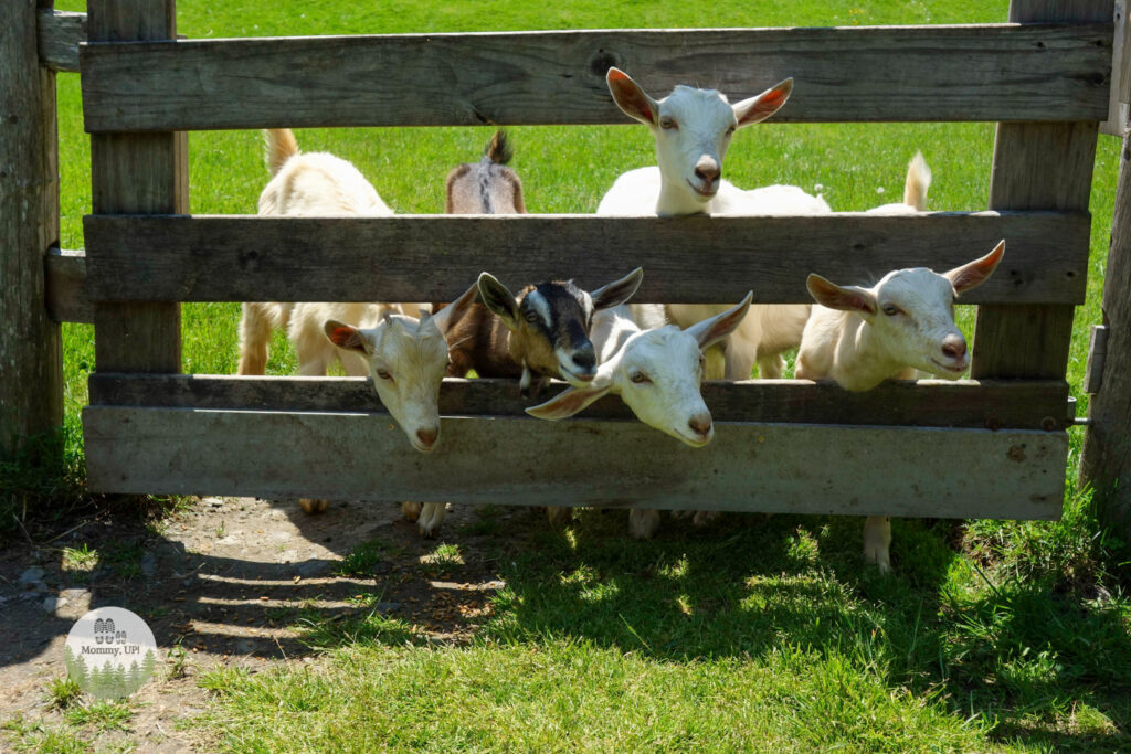 The Friendly Farm in Dublin