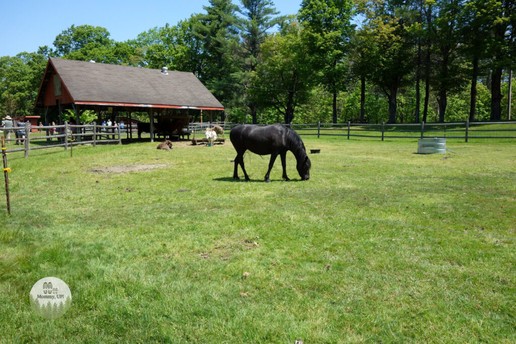 horse at the friendly farm