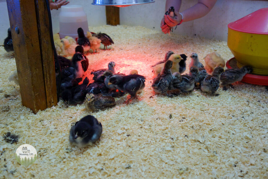 baby chicks at the friendly farm petting zoo