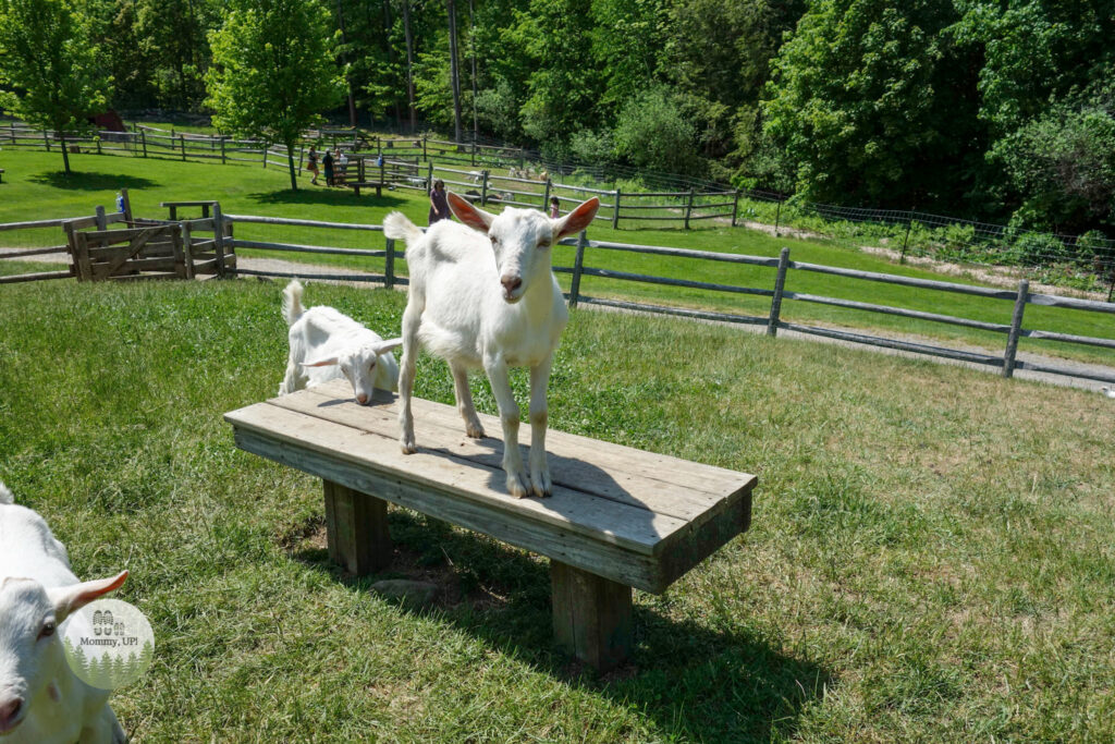 goat on a bench at friendly farm petting zoo