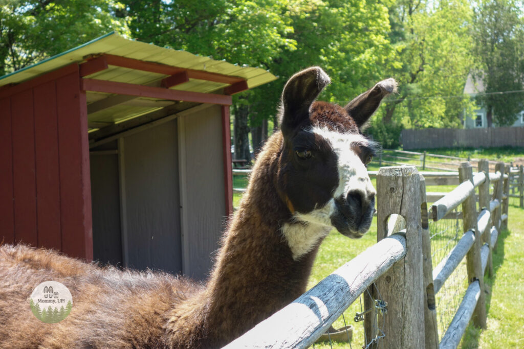 llama at the friendly farm