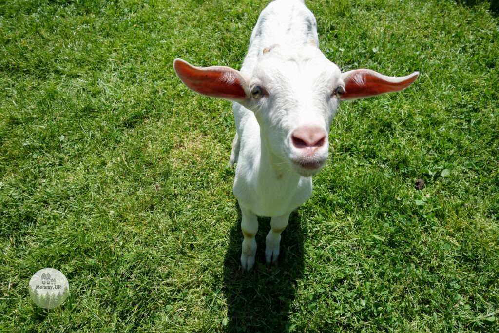 friendly goat at the petting zoo in dublin nh