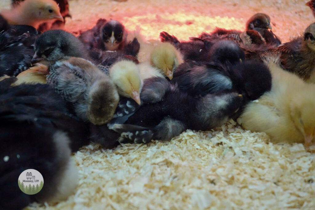 baby chicks at the friendly farm petting zoo