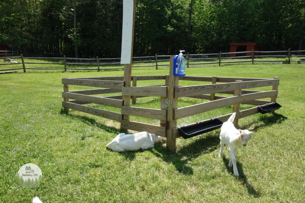 pen at the friendly farm petting zoo