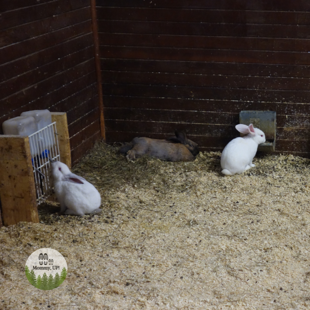 bunnies at the friendly farm in dublin nh