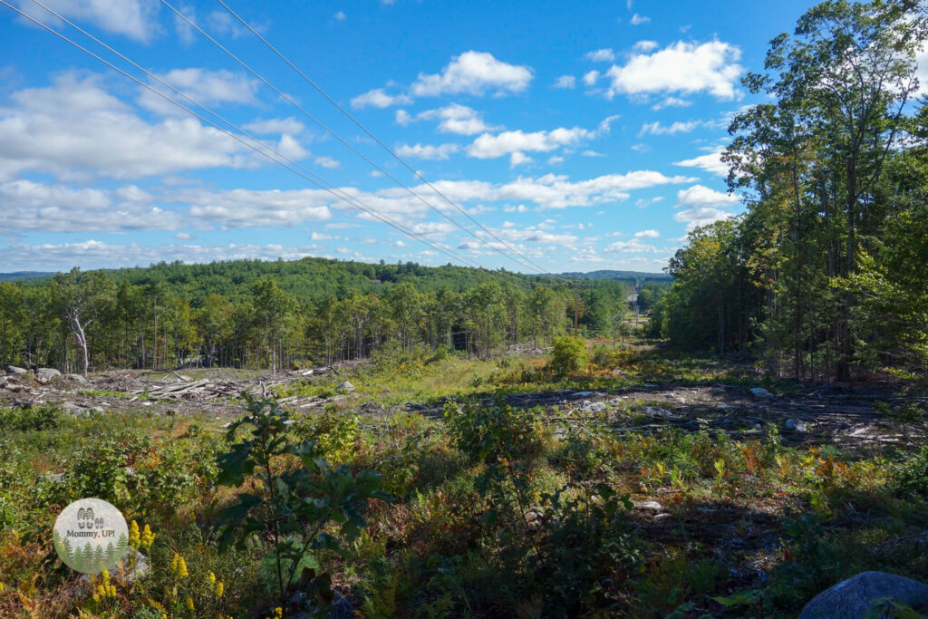 view in the tucker brook town forest milford nh