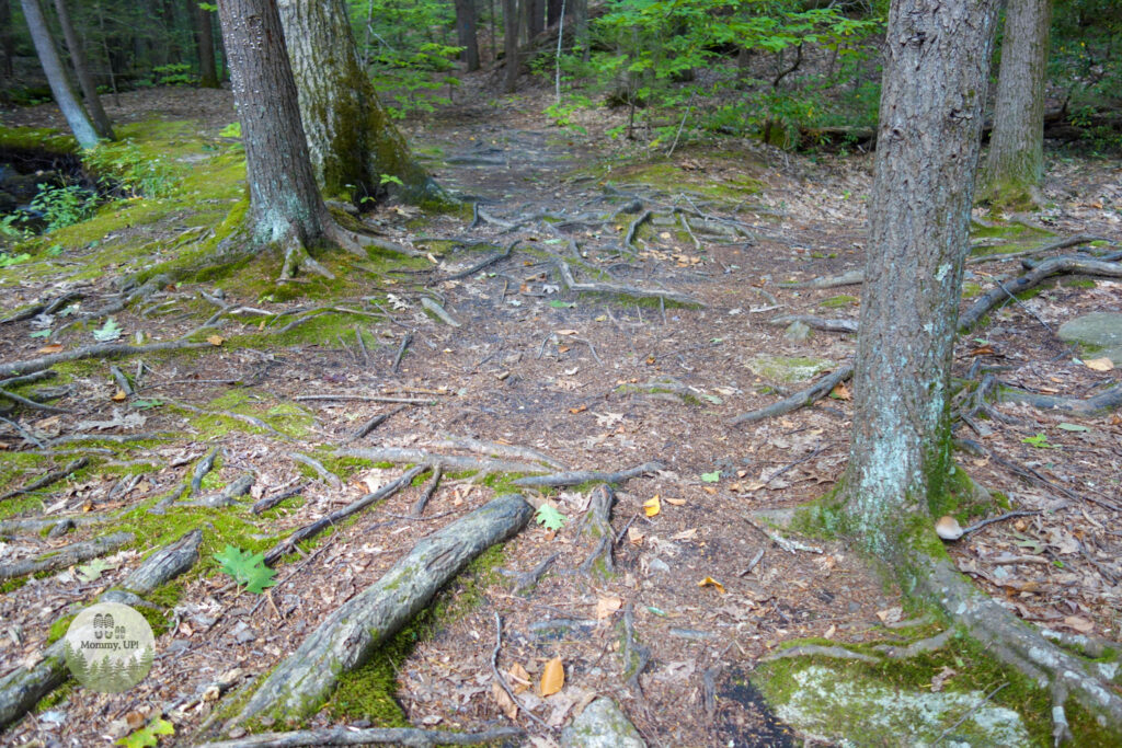 trail in tucker brook town forest