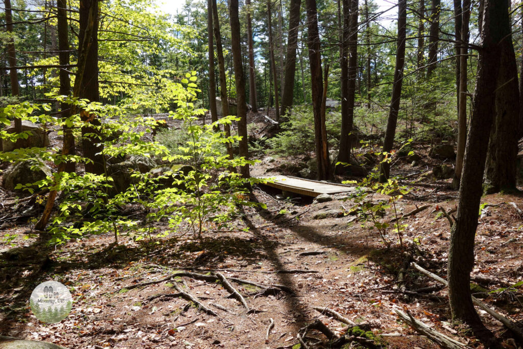 bridge in tucker brook town forest