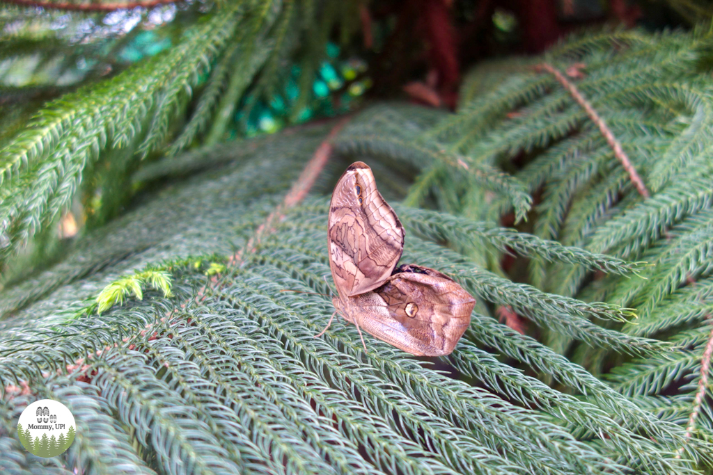 visit a butterfly house in westford ma