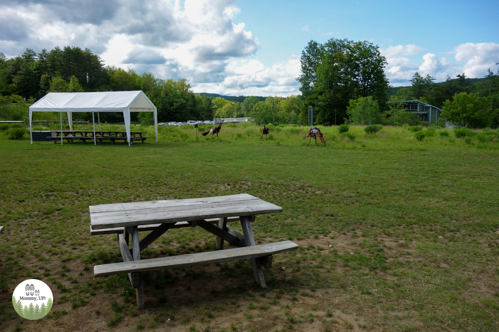 Picnic tables at the Vermont Institute of Natural Science