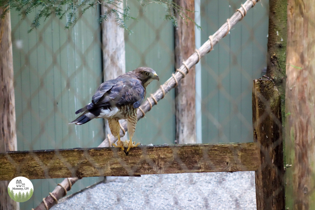 A raptor at the Vermont Institute of Natural Science 