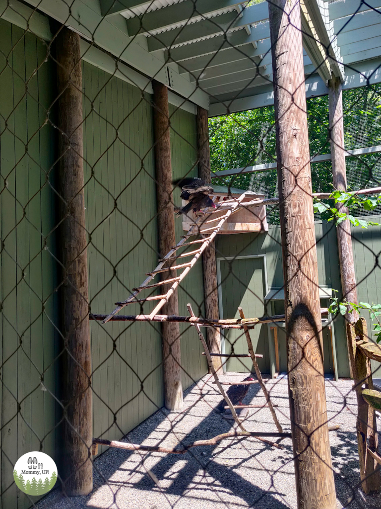 Turkey vultures at VINS Nature Center