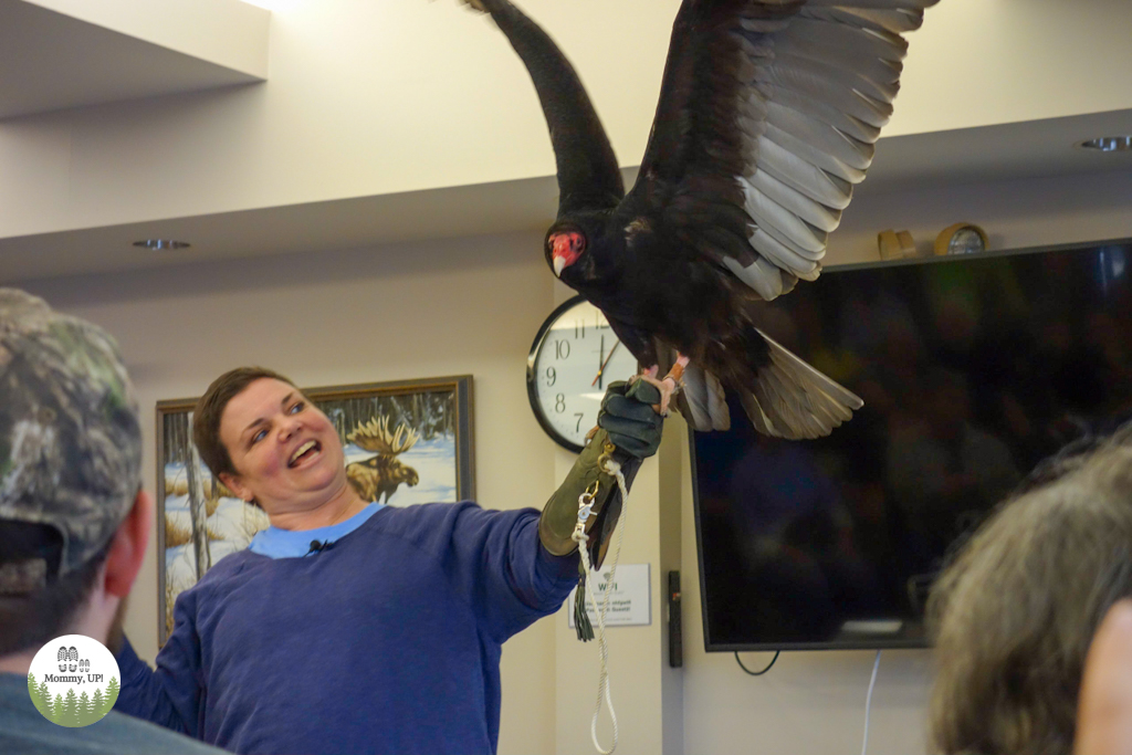 Turkey vulture from Tailwinds raptors in NH