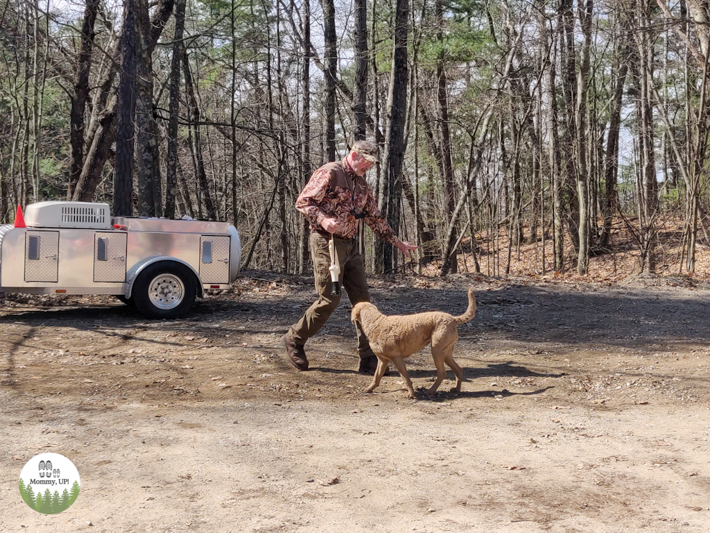 Retriever dog demonstration