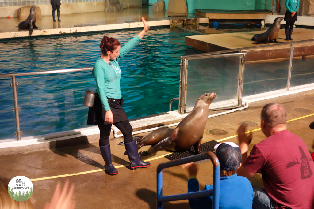 Sea Lion show at the mystic aquarium with kids