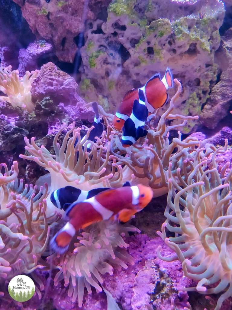 Clown fish at the Mystic Aquarium with kids