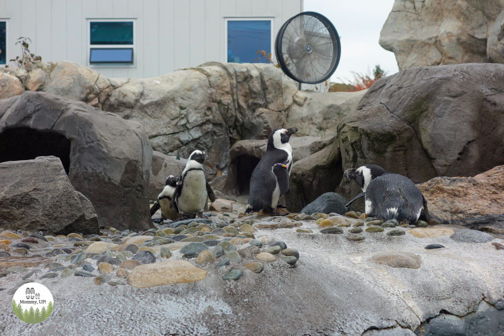 Penguins when visiting mystic aquarium with kids