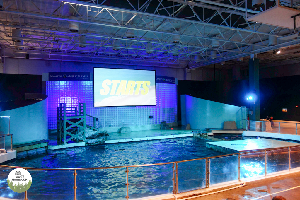 Arena for the sea lion show at the mystic aquarium with kids