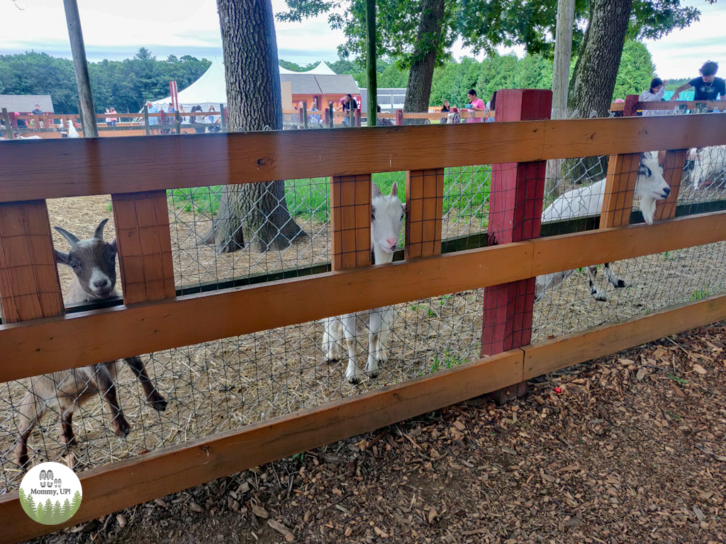 The goats in Annie's Animal Barns