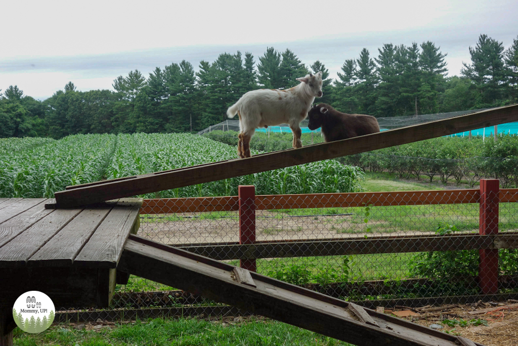 Baby goats at Parlee Farms in Tyngsboro