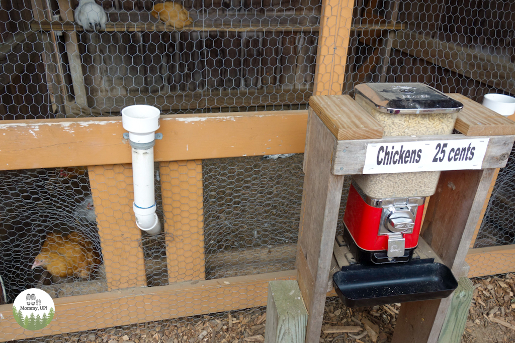 Chickens in the Animals Barns