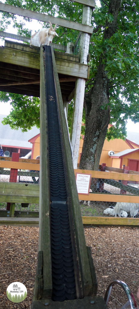 The grain conveyor belt at Parlee Farms