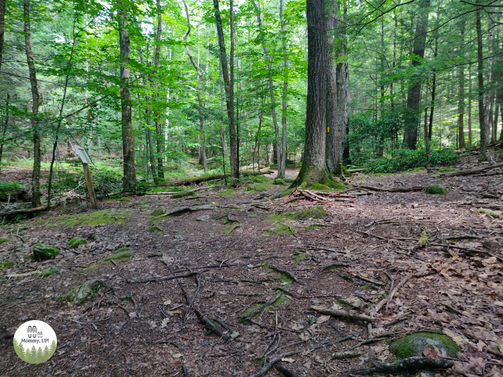 along the trail at the Peabody Mill Environmental Center