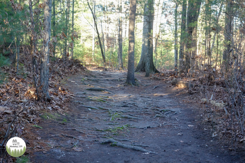 The Nature Trail And Cranberry Bog at Patriot Place