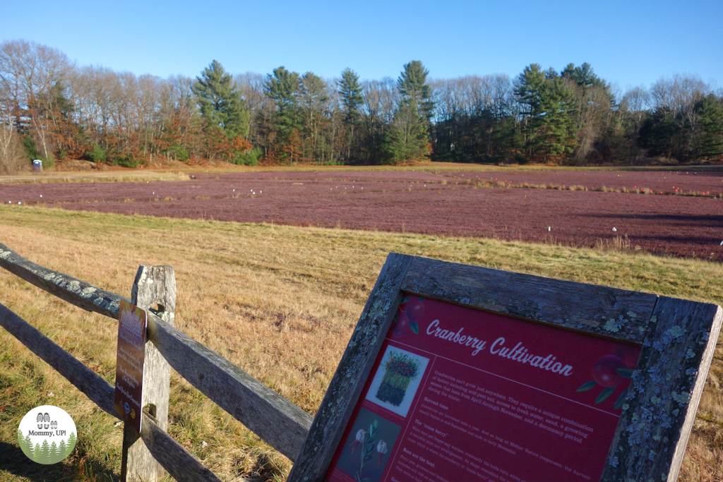 The Nature Trail And Cranberry Bog at Patriot Place