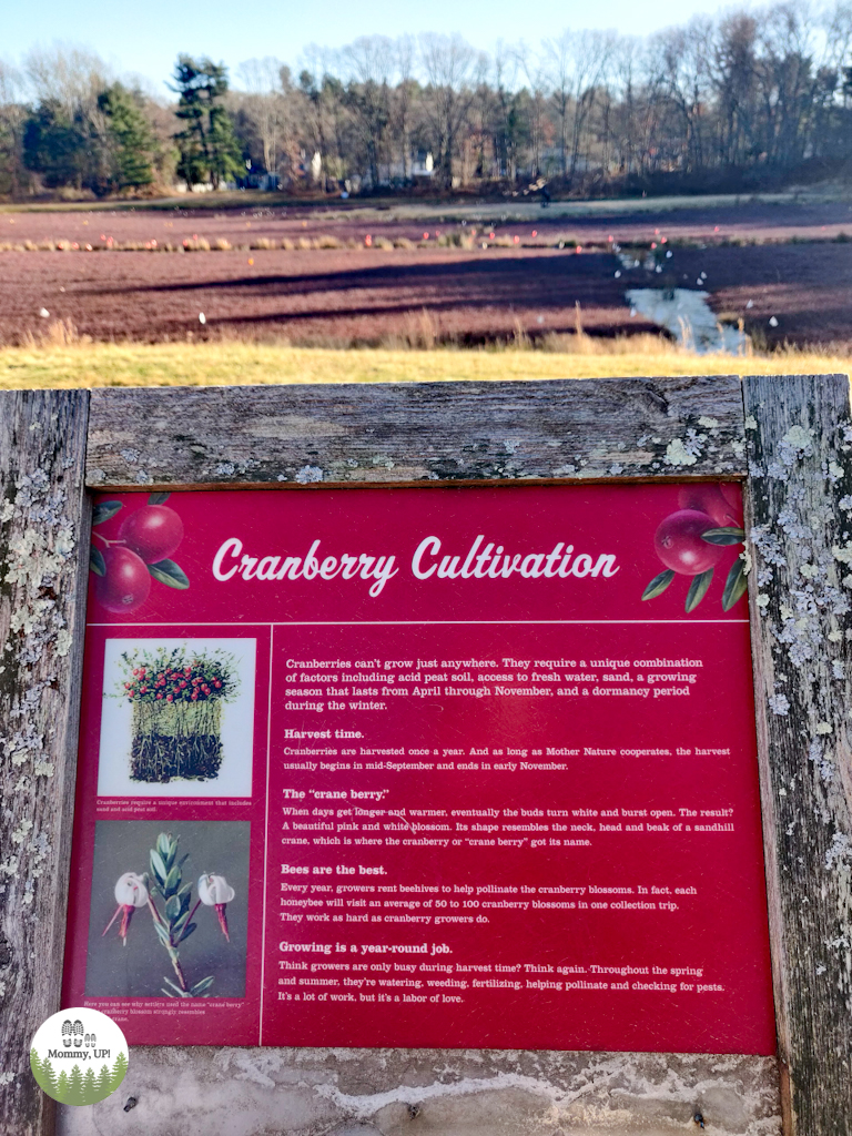 The Nature Trail And Cranberry Bog at Patriot Place